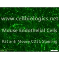CD1 Mouse Primary Vein Endothelial Cells